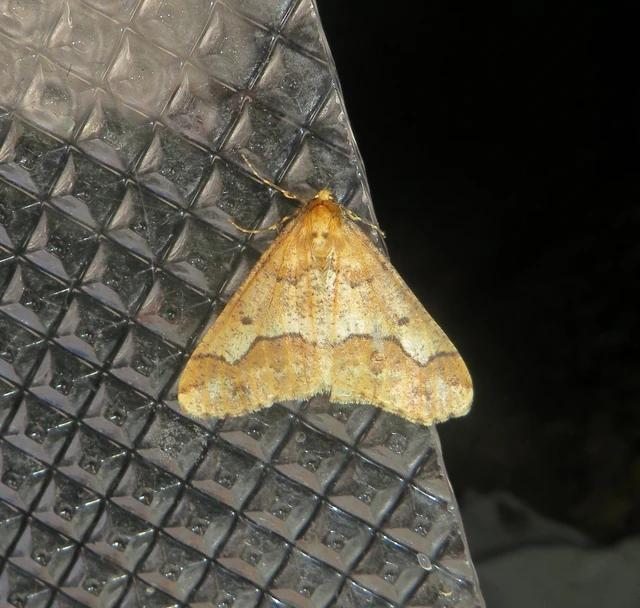 nagy téliaraszoló - Erannis defoliaria