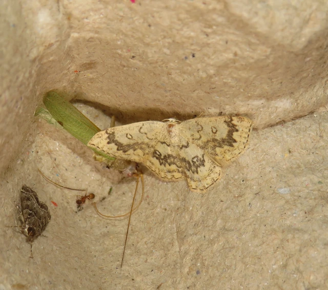 gyűrűs pettyesaraszoló - Cyclophora annularia