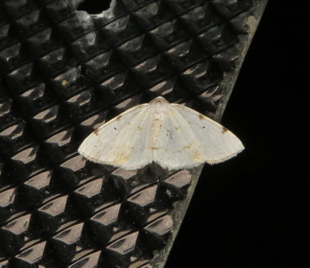 kétpontos fehéraraszoló - Lomographa bimaculata