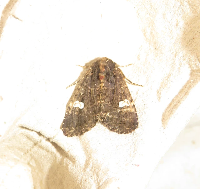 fehérfoltos kertibagoly - Melanchra persicariae