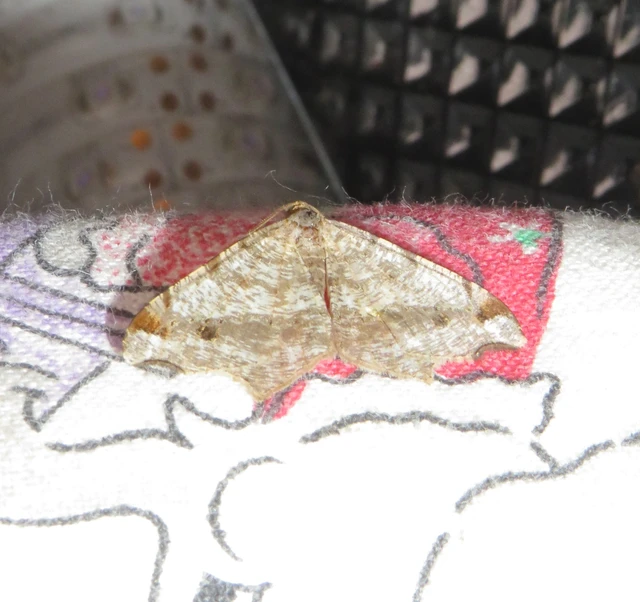 Macaria alternata - közönséges szürkearaszoló