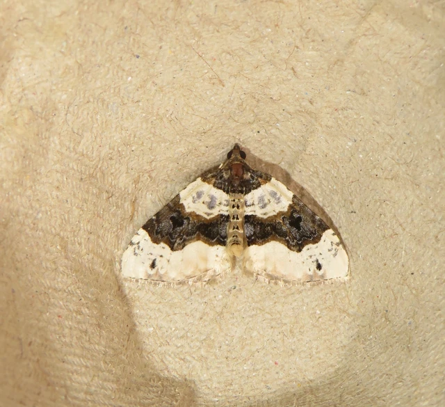 szemes galajaraszoló - Cosmorhoe ocellata