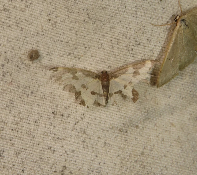 Lomaspilis marginata - szegélyes nyárfaaraszoló