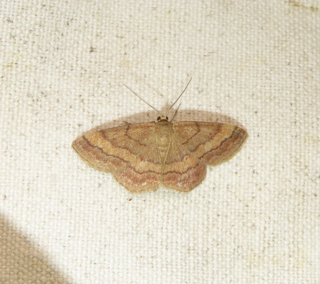 réti pirosaraszoló - Scopula rubiginata