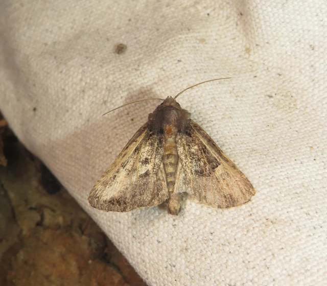 szeder-csipkésbagoly - Euplexia lucipara