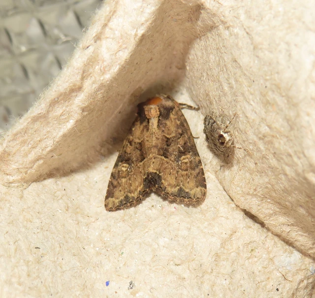 Mesapamea secalella/secalis