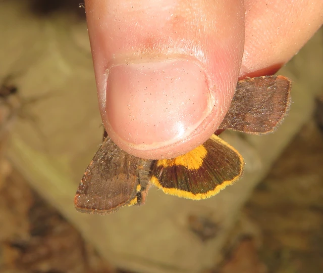 lappangó sárgafűbagoly - Noctua janthe