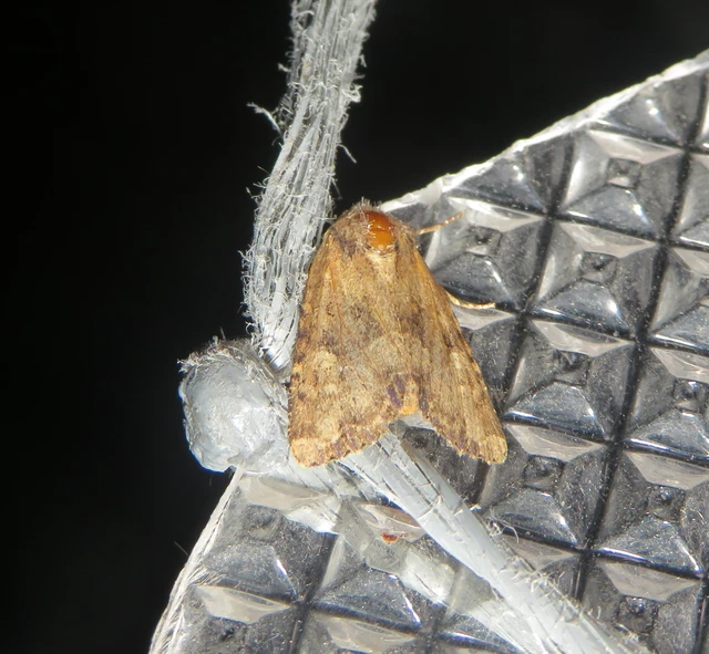 Mesapamea secalella/secalis
