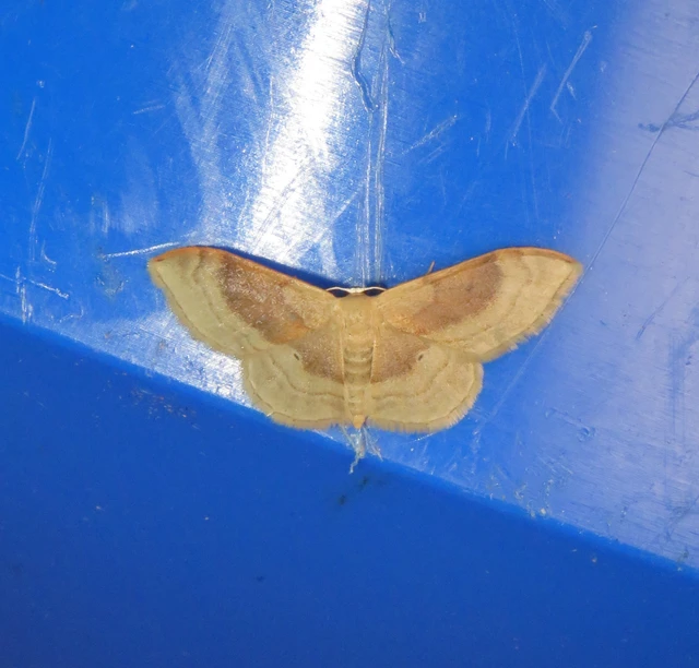 Idaea degeneraria - barnasávos araszoló