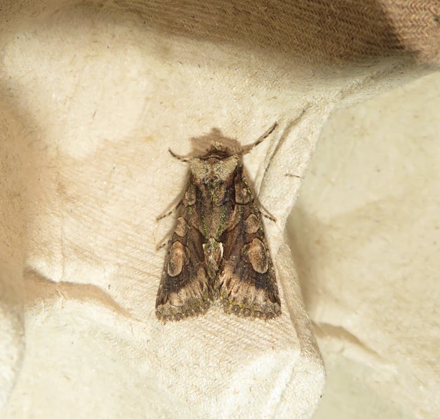 galagonyabagoly - Allophyes oxyacanthae