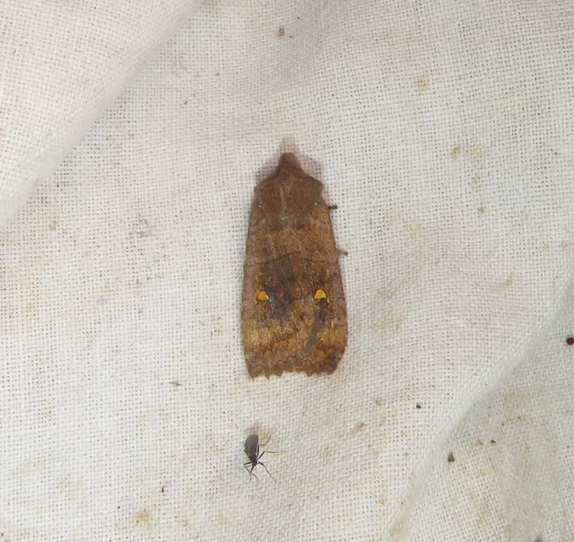 holdacskás télibagoly - Eupsilia transversa