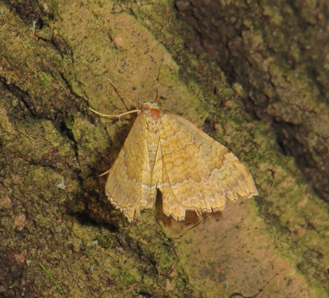Camptogramma bilineata - kétvonalas sávosaraszoló