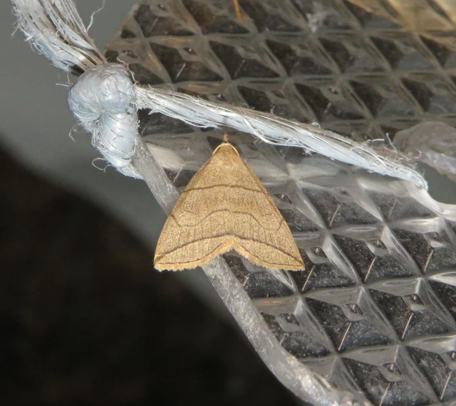 ligeti karcsúbagoly - Herminia grisealis