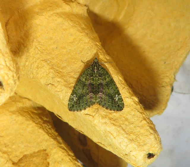 salátazöld araszoló - Chloroclysta siterata