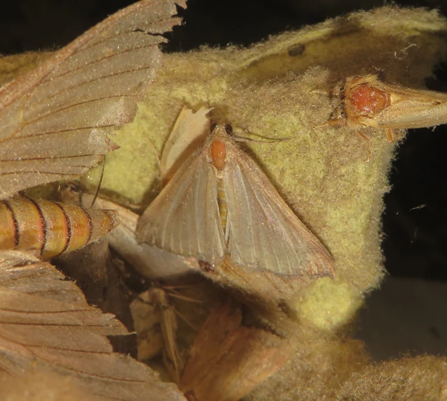 ormányos karcsúbagoly - Hypena proboscidalis