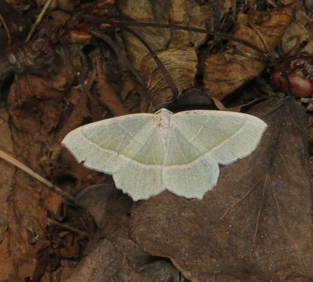 gyöngyházfényű zöldaraszoló - Campaea margaritaria