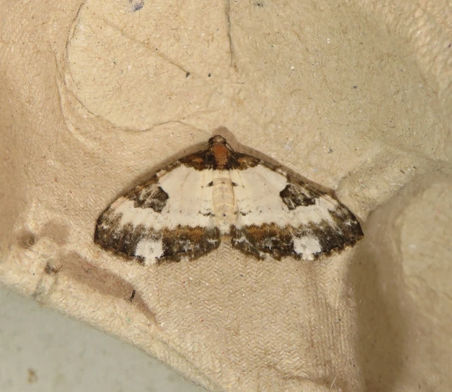 hullámos tarkaaraszoló - Melanthia procellata