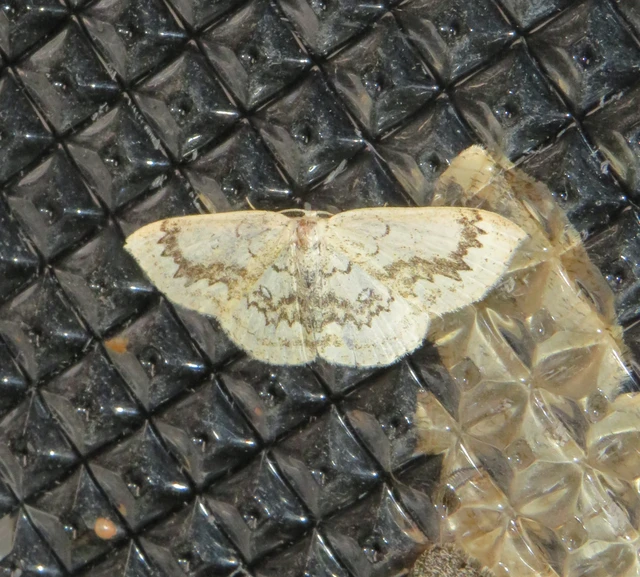 Cyclophora annularia - gyűrűs pettyesaraszoló