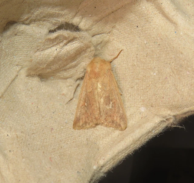 fehérpettyes rétibagoly - Mythimna albipuncta