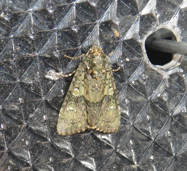 fagyalbagoly - Craniophora ligustri