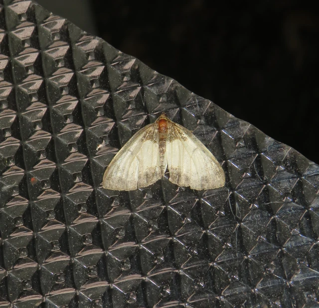 tarka fűzfaaraszoló - Mesoleuca albicillata