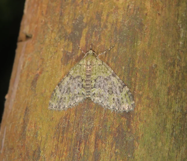 feketezöld araszoló - Acasis viretata