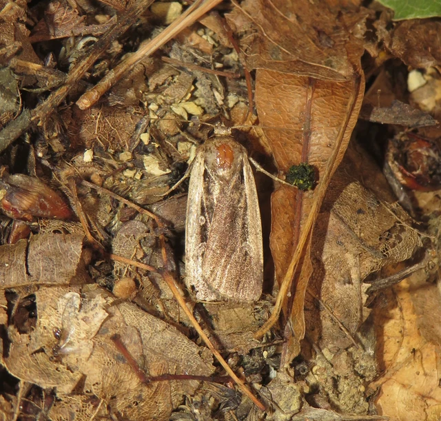 Ochropleura plecta - fehérszegélyű fűbagoly