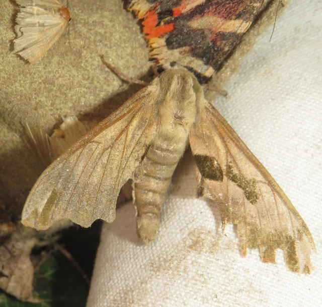 hársfaszender - Mimas tiliae