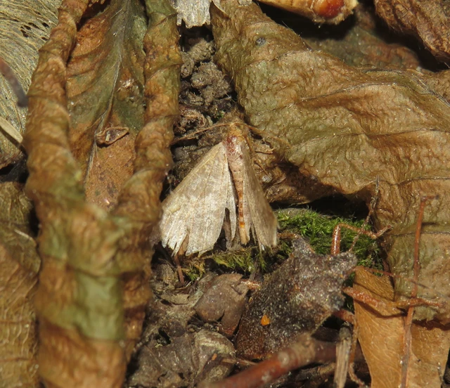 Ematurga atomaria - barna rétiaraszoló