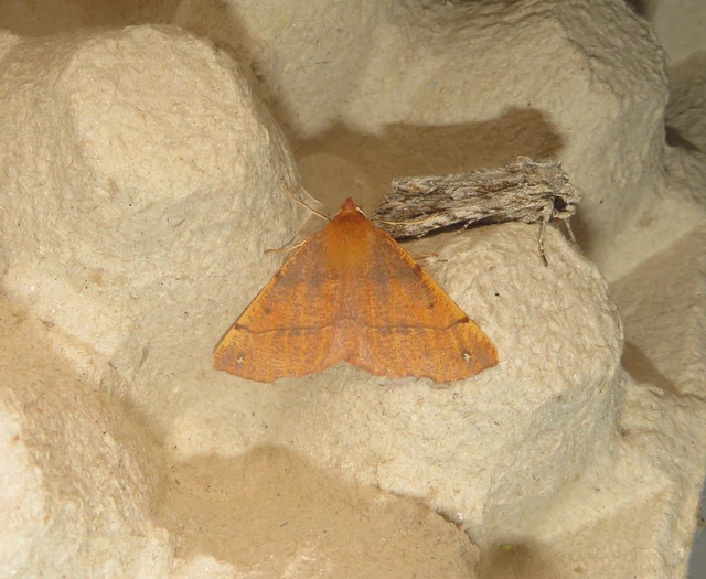 tollascsápú araszoló - Colotois pennaria