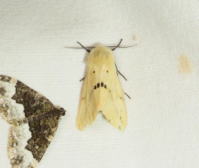 Spilarctia lutea - sárgás medvelepke
