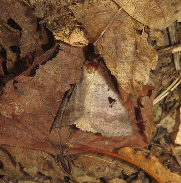 Lygephila pastinum - közönséges csüdfűbagoly