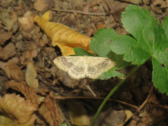 nagy sávosaraszoló - Idaea aversata
