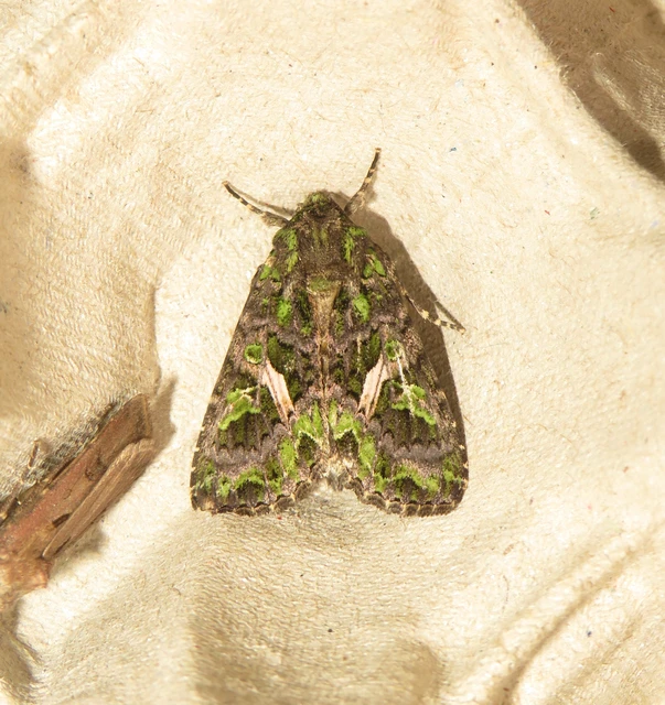 nyári zöldbagoly - Trachea atriplicis