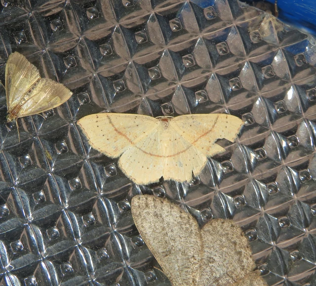 sávos pettyesaraszoló - Cyclophora punctaria