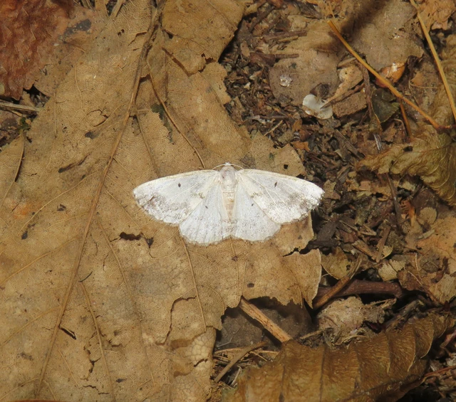 Lomographa temerata - foltos fehéraraszoló