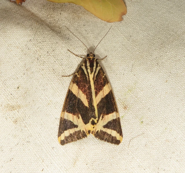 Euplagia quadripunctaria - csíkos medvelepke