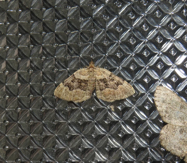 négysávos tarkaaraszoló - Xanthorhoe quadrifasiata