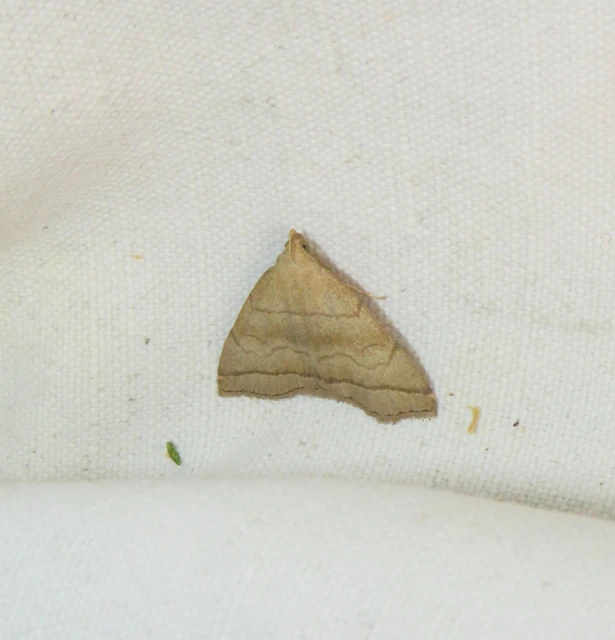 szőröslábú karcsúbagoly - Herminia tarsicrinalis