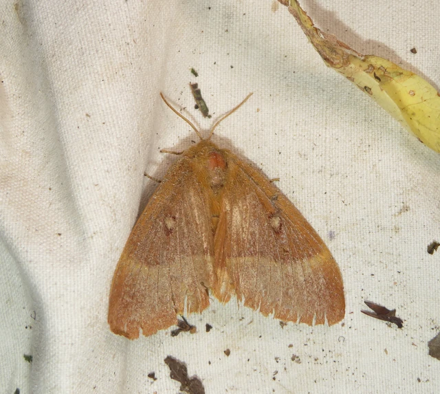 tölgyfaszövő - Lasiocampa quercus