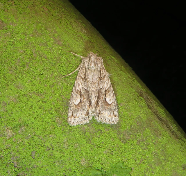 kétfoltos szilbagoly - Meganephria bimaculosa