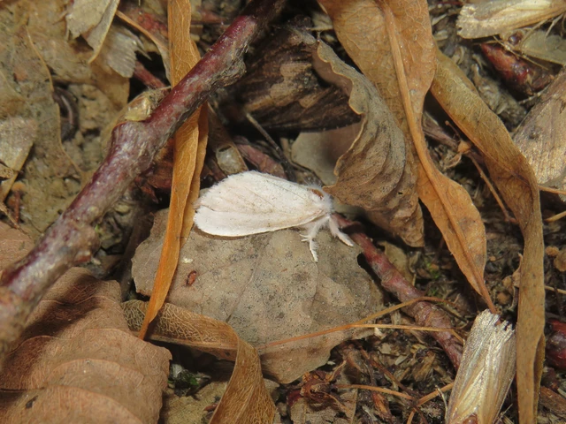 Sphrageidus similis - sárgafarú szövő