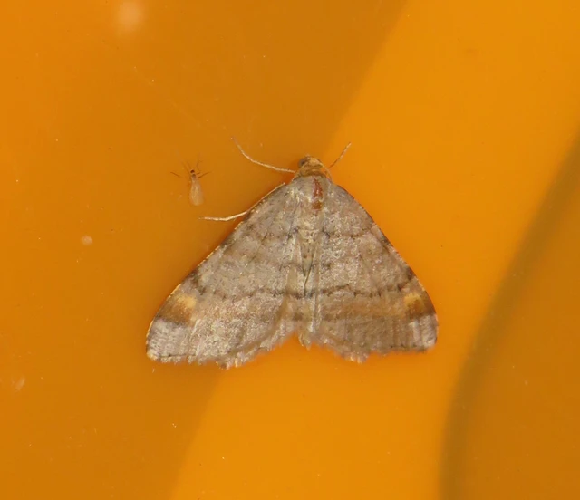 rozsdasávos szürkearaszoló - Macaria liturata