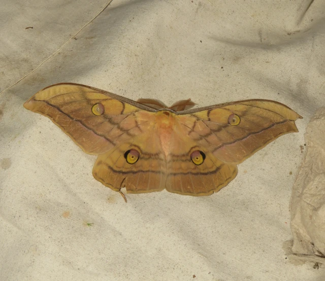 tölgyfa-pávaszem - Antherea yamamai