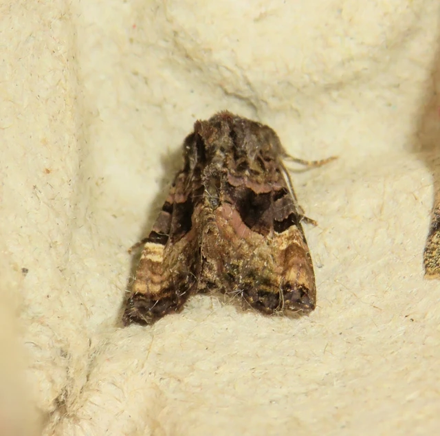 Euplexia lucipara - szeder-csipkésbagoly
