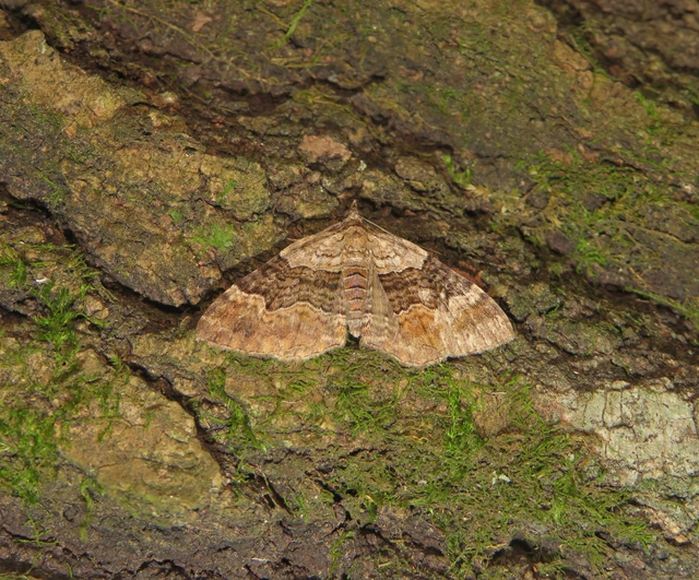 Xanthorhoe quadrifasiata - négysávos tarkaaraszoló