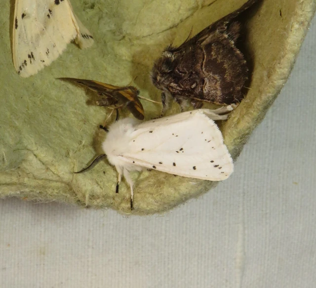 tejszínű medvelepke - Spilosoma lubricipedum