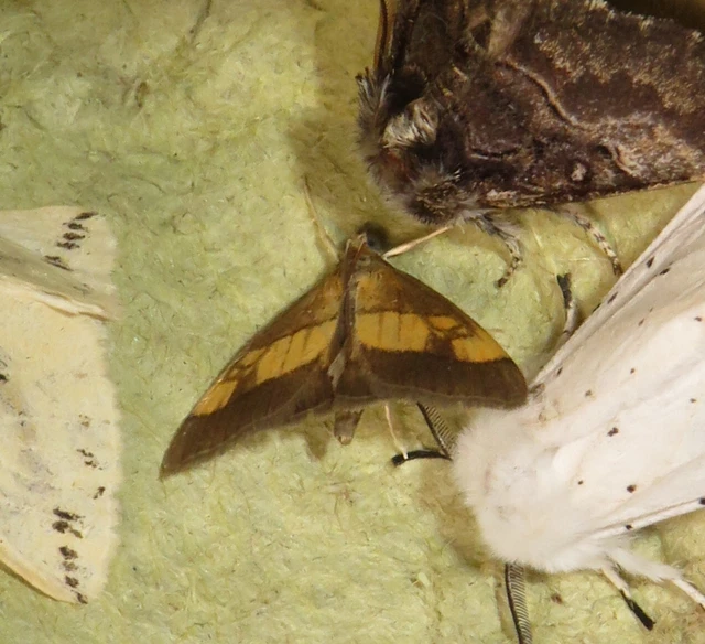 Evergestis limbata - közönséges dudvamoly