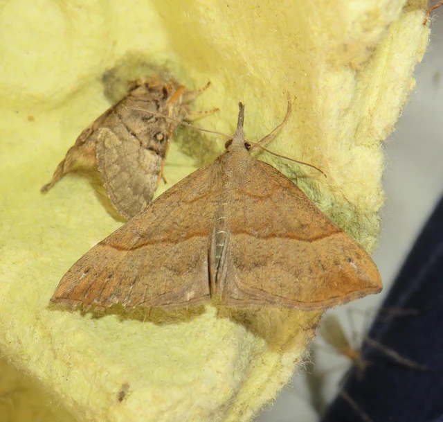 Hypena proboscidalis - ormányos karcsúbagoly