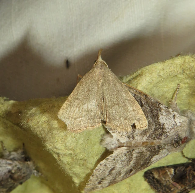 hosszúcsápú karcsúbagoly - Pechipogo strigilata